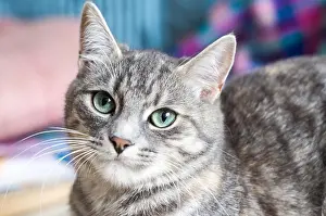 Stripped Prints: Gray kitty with green eyes with striped color. The pet's picture