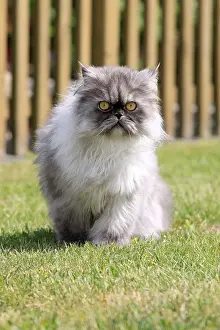 Stare Prints: Gray Persian cat on lawn