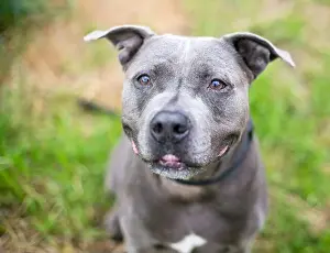 Grinning Prints: A gray Pit Bull Terrier mixed breed dog sitting and looking up with a grin on its face
