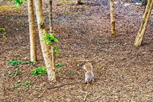 Nibbling Prints: Gray squirrel eating food on ground covered with wood chips among trees in Central Park