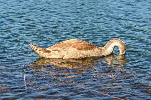 Upside Down Prints: Gray swan on dark water dives in search of food in shallow river