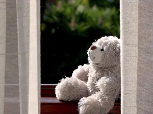 Green Background Prints: Gray teddy-bear sitting at the window