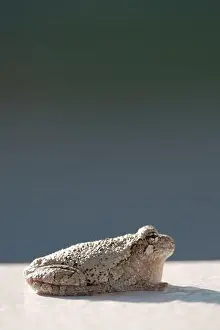 Cold Blooded Prints: Gray treefrog catches sun on white surface