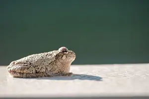 Cold Blooded Prints: Gray treefrog catches sun on white surface
