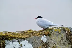 Gray and white bird on stone with dry grass