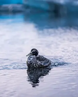 Frigid Prints: A gray and white duck swimming near icebergs in the water