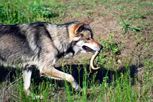 Quick Prints: A gray wolf, Canis lupus, also called timber wolf, plays with a snake he has just captured