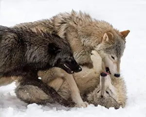 Stalking Prints: The gray wolf or grey wolf is native to Eurasia and N America