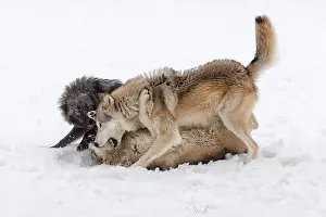 Stalking Prints: The gray wolf or grey wolf is native to Eurasia and N America