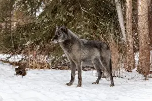Stalking Prints: The gray wolf or grey wolf is native to Eurasia and N America
