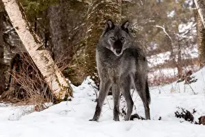 Stalking Prints: The gray wolf or grey wolf is native to Eurasia and N America