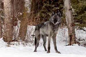 Stalking Prints: The gray wolf or grey wolf is native to Eurasia and N America