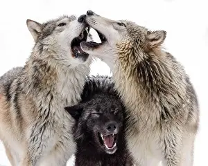 Stalking Prints: The gray wolf or grey wolf is native to Eurasia and N America
