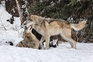 Stalking Prints: The gray wolf or grey wolf is native to Eurasia and N America