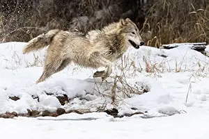 Stalking Prints: The gray wolf or grey wolf is native to Eurasia and N America