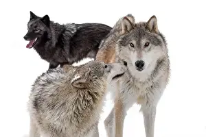 Stalking Prints: The gray wolf or grey wolf is native to Eurasia and N America