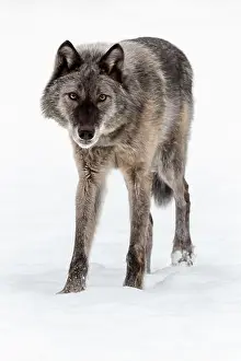 Stalking Prints: The gray wolf or grey wolf is native to Eurasia and N America