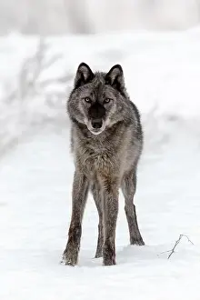 Stalking Prints: The gray wolf or grey wolf is native to Eurasia and N America