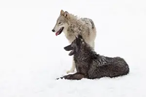 Stalking Prints: The gray wolf or grey wolf is native to Eurasia and N America