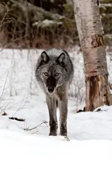 Lupus Prints: The gray wolf or grey wolf is native to Eurasia and N America