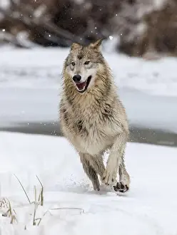 Lupus Prints: The gray wolf or grey wolf is native to Eurasia and N America