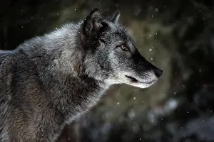 Lupus Prints: The gray wolf or grey wolf is native to Eurasia and N America