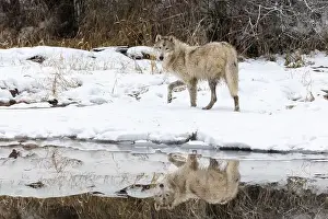 Lupus Prints: The gray wolf or grey wolf is native to Eurasia and N America