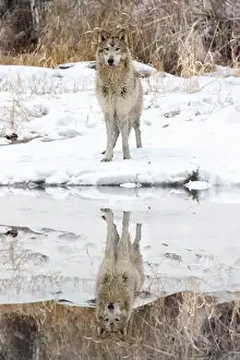 Lupus Prints: The gray wolf or grey wolf is native to Eurasia and N America