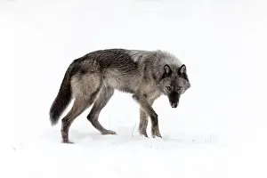 Lupus Prints: The gray wolf or grey wolf is native to Eurasia and N America
