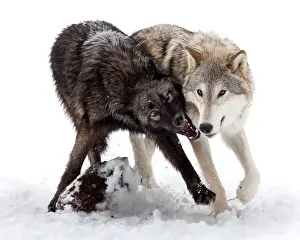 Lupus Prints: The gray wolf or grey wolf is native to Eurasia and N America