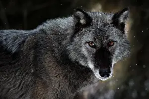 Lupus Prints: The gray wolf or grey wolf is native to Eurasia and N America