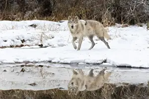 Lupus Prints: The gray wolf or grey wolf is native to Eurasia and N America