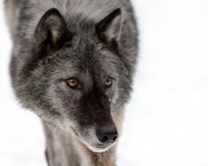 Lupus Prints: The gray wolf or grey wolf is native to Eurasia and N America