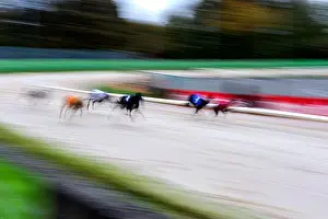 Addiction Prints: Grayhounds at Wolverhampton Races