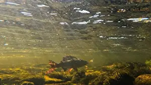 Sprint Prints: Grayling fighting underwater in shallow water