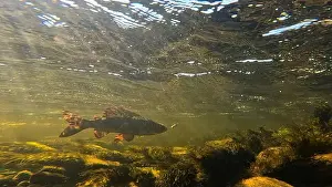 Sprint Prints: Grayling fighting underwater in shallow water