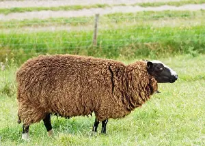 Peak District Prints: The grazing big brown curly sheep on the meadow looking at the side