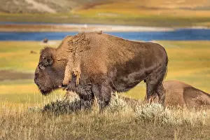 Yellowstone National Park Prints: Grazing bison in the Yellowstone National Park, USA