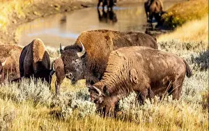 American Bison Prints: Grazing bisons in the Yellowstone National Park, USA