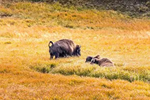 Yellowstone National Park Prints: Grazing bisons in the Yellowstone National Park, USA