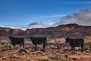Images Dated 18th October 2015: Grazing free range cows in the desert pasture, Utah, USA
