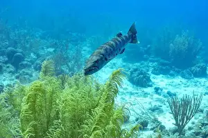 Underwater Scenery Prints: A Great Barracuda or Sphyraena barracuda glides through the clear waters amidst vibrant sea flora in Bonaire's