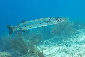 Elongated Prints: A Great Barracuda or Sphyraena barracuda navigates the serene underwater landscape of Bonaire