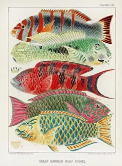 The Great Barrier Reef of Australia. A colorful plate of an antique book about corals and coral reefs