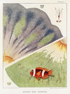 The Great Barrier Reef of Australia. A colorful plate of an antique book about corals and coral reefs
