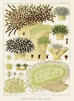 The Great Barrier Reef of Australia. A colorful plate of an antique book about corals and coral reefs