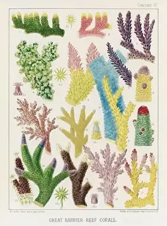 Seagrass Prints: The Great Barrier Reef of Australia