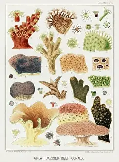 Seagrass Prints: The Great Barrier Reef of Australia