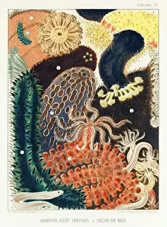 Seagrass Prints: The Great Barrier Reef of Australia