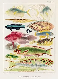 Seagrass Prints: The Great Barrier Reef of Australia